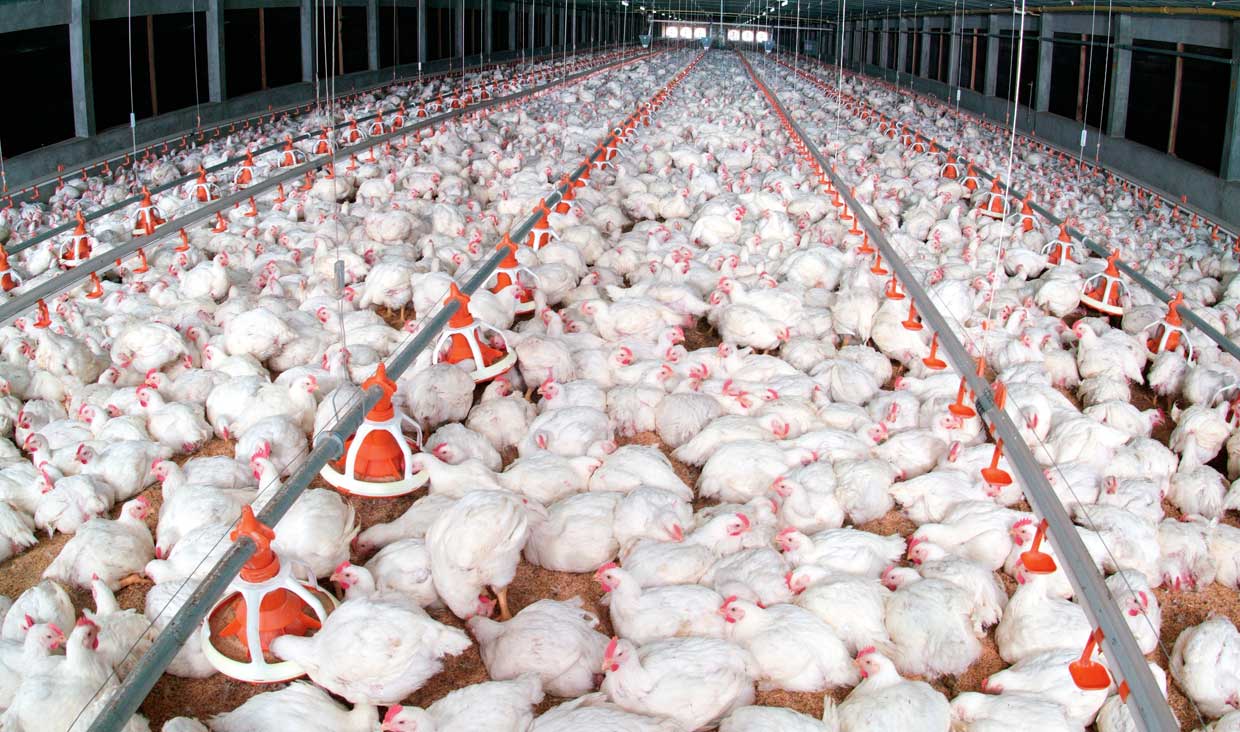 دمای سالن مرغ تخمگذار بومی - سپید طیور